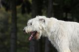IRISH WOLFHOUND 177